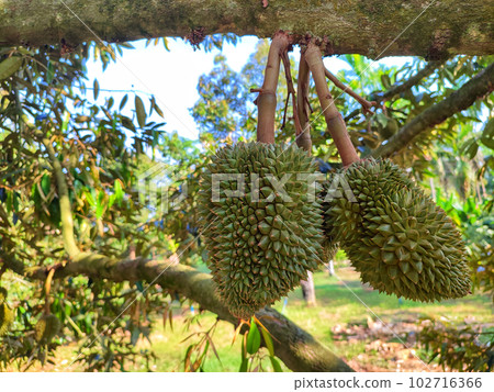 Fresh durian on the durian tree in the orchard 102716366