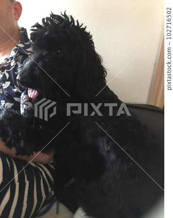 Dog goldendoodle black spoiled Dog goldendoodle black spoiled 102716502
