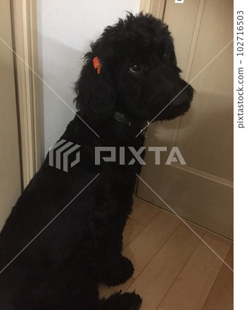 dog goldendoodle black sitting dog goldendoodle black sitting 102716503