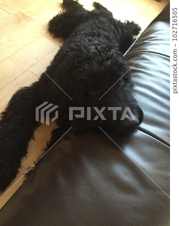 Dog goldendoodle black sleep chin rest sofa Dog goldendoodle black sleep chin rest sofa 102716505