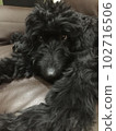 Dog goldendoodle black sleeping sofa 102716506