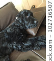 Dog goldendoodle black napping sofa 102716507