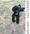 Dog goldendoodle black dog run 102716509