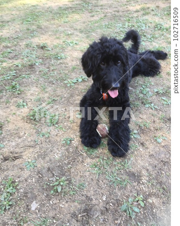 Dog goldendoodle black dog run Dog goldendoodle black dog run 102716509