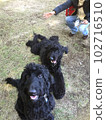 dog goldendoodle black brother 102716510