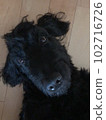 dog goldendoodle black what? 102716726