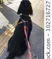 Dog goldendoodle black waiting 102716727
