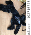 Dog goldendoodle black relaxing 102716728