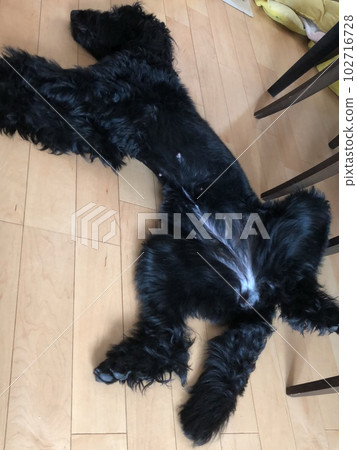 Dog goldendoodle black relaxing Dog goldendoodle black relaxing 102716728