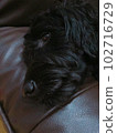 Dog goldendoodle black sofa sleeping 102716729