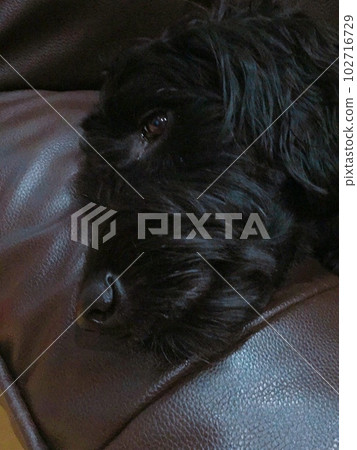 Dog goldendoodle black sofa sleeping Dog goldendoodle black sofa sleeping 102716729