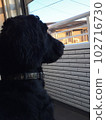 Dog goldendoodle black looking outside 102716730