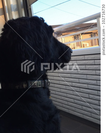 看外面的狗 goldendoodle 黑色 102716730