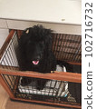 Dog goldendoodle black cage toilet 102716732