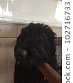Dog goldendoodle black in cage 102716733