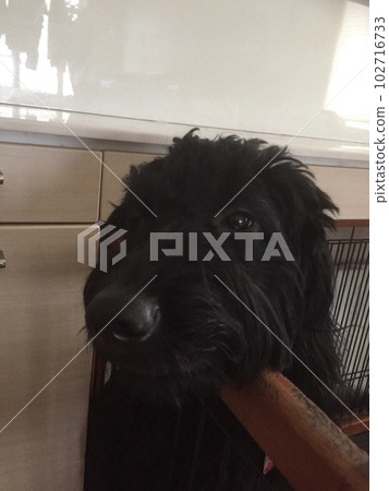 Dog goldendoodle black in cage Dog goldendoodle black in cage 102716733