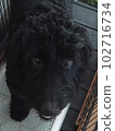 Dog Goldendoodle toilet 102716734