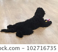 Goldendoodle black indoor dog run 102716735