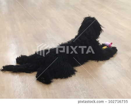Goldendoodle black indoor dog run Goldendoodle black indoor dog run 102716735