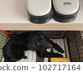 Dog goldendoodle black timer feeding 102717164