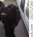 Goldendoodle balcony 102717165