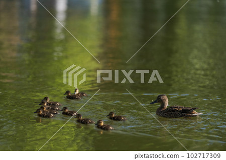 Common duck with ducklings swimming in a pond in late spring 102717309