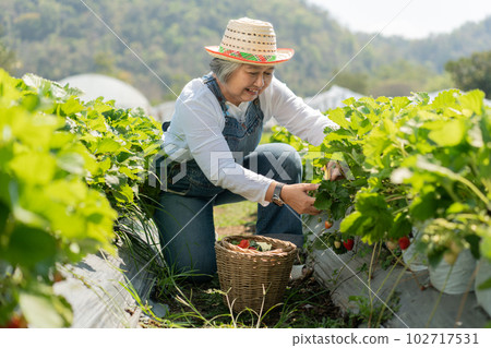 Happy Asian woman senior farmer working on organic strawberry farm and harvest picking strawberries. Farm organic fresh harvested strawberry and Agriculture industry. 102717531