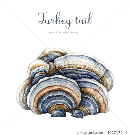 Turkey tail mushroom watercolor illustration. Trametes versicolor hand painted fungus. Medicinal mushroom detailed image. Turkey tail fungus isolated on white background 102717944