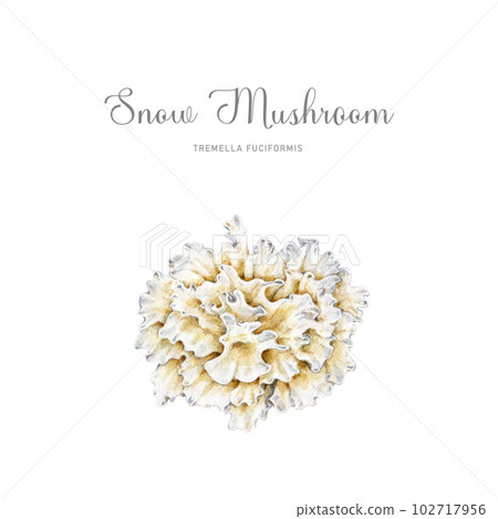 Snow mushroom watercolor illustration. Hand drawn Tremella fuciformis fungus. White jelly mushroom element. Asian medicinal and cuisine fungus. Isolated on white background 102717956