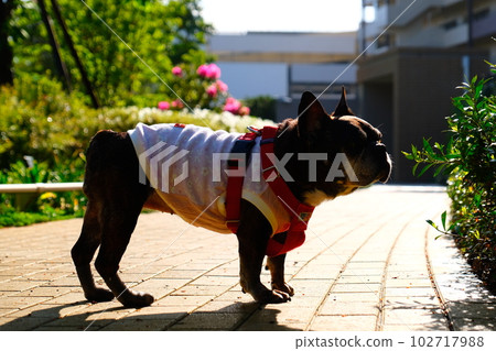 春天早晨與法國鬥牛犬散步 102717988