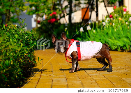 春天早晨與法國鬥牛犬散步 春天早晨與法國鬥牛犬散步 102717989