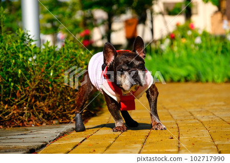 春天早晨與法國鬥牛犬散步 102717990