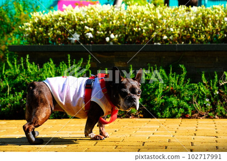 春天早晨與法國鬥牛犬散步 102717991