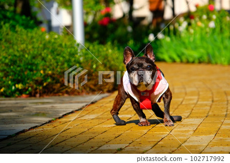 spring morning walk with french bulldog spring morning walk with french bulldog 102717992