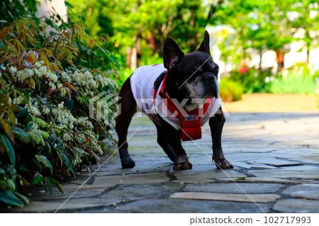 spring morning walk with french bulldog spring morning walk with french bulldog 102717993