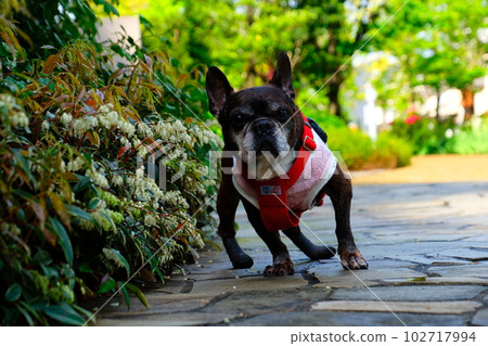 春天早晨與法國鬥牛犬散步 春天早晨與法國鬥牛犬散步 102717994