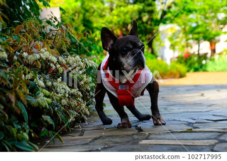 春天早晨與法國鬥牛犬散步 102717995