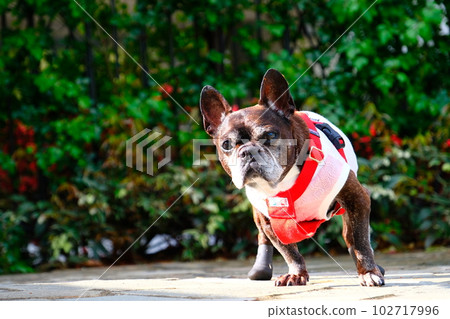 春天早晨與法國鬥牛犬散步 春天早晨與法國鬥牛犬散步 102717996
