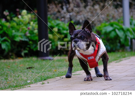 春天早晨與法國鬥牛犬散步 春天早晨與法國鬥牛犬散步 102718234