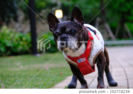 spring morning walk with french bulldog spring morning walk with french bulldog 102718236