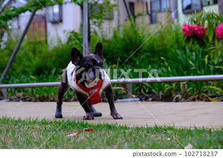 spring morning walk with french bulldog spring morning walk with french bulldog 102718237