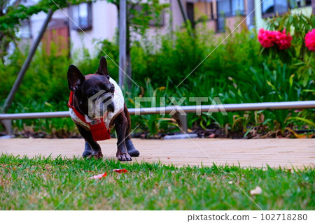spring morning walk with french bulldog spring morning walk with french bulldog 102718280