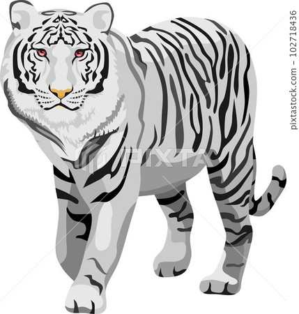 White Tiger Mammal Animal White Tiger Mammal Animal 102718436