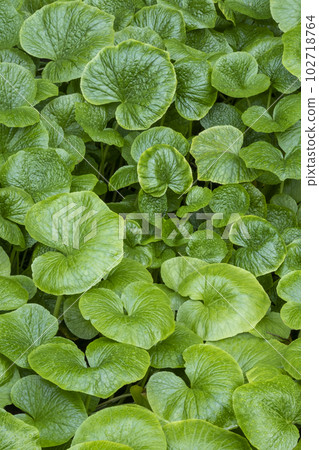 Wasabi cultivated in a clear stream (Sekiganecho, Kurayoshi City) 102718764