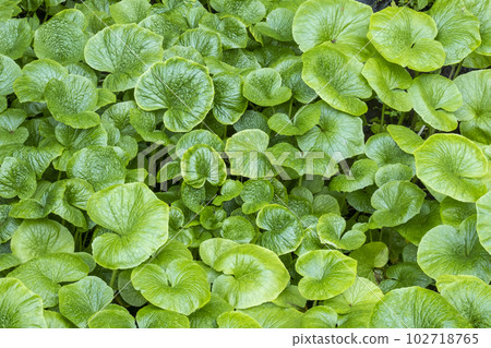 清流栽培的芥末(倉吉市關金町) 清流栽培的芥末(倉吉市關金町) 102718765