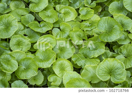 清流栽培的芥末（倉吉市關金町） 102718766