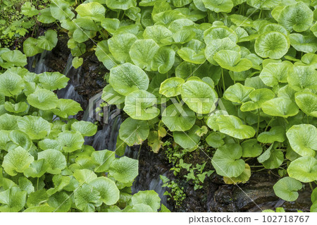 清流栽培的芥末（倉吉市關金町） 102718767