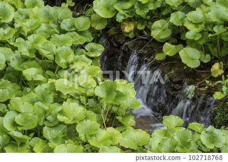 清流栽培的芥末（倉吉市關金町） 102718768