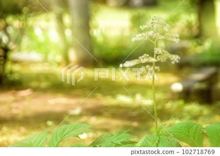 春天的花朵：矢車菊 虎耳草科的小白花，在初夏盛開 102718769