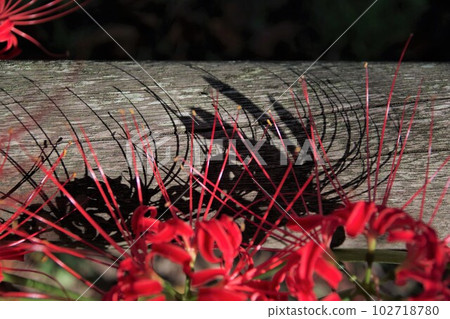 Higanbana 3 with a shadow that has a sad impression somewhere Higanbana 3 with a shadow that has a sad impression somewhere 102718780